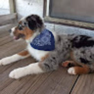 Meet your Posher, James